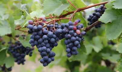 smaller dark wine grapes