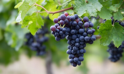 Naklejka premium smaller dark wine grapes