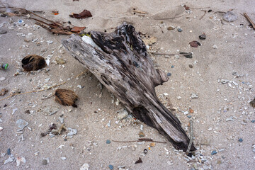 charred wood residue on the beach