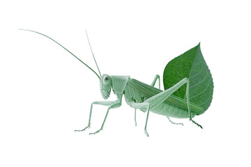 A green grasshopper isolated on transparent background, showcasing its intricate details and long antennae, perched gracefully with a leaf behind its body