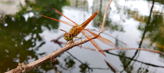 A golden orange dragonfly perched on a dry branch near the pond.