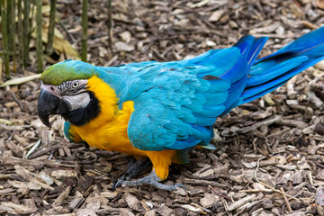 Ara Ararauna (bleu et jaune)