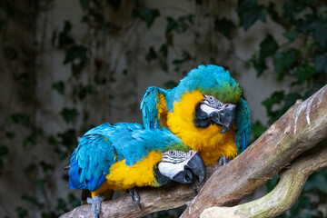 Ara Ararauna (bleu et jaune) © Ludovic