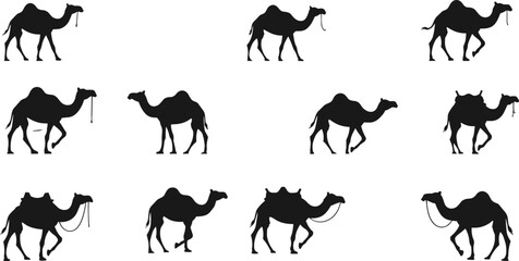 Camel, silhouette, vector, desert, animal, walking, standing, black, isolated, saddle, reins, wildlife, travel, caravan, posture, motion, clipart, traditional, journey, nomadic