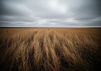 Fototapeta premium Dramatic landscape of tall dry amber grass field stretching to the horizon under gray sky.