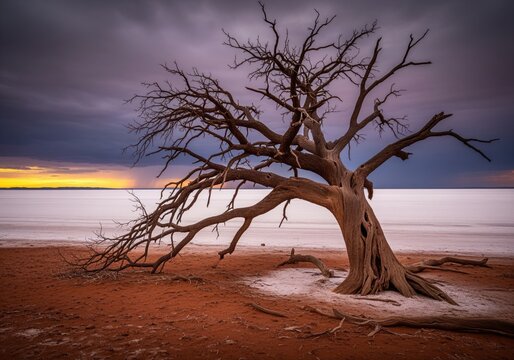 Stark silhouette of a massive dead tree on dry ground under a dramatic sunset sky. - Powered by Adobe
