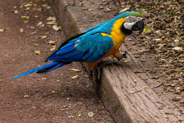 Ara Ararauna (bleu et jaune)