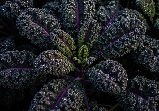 Detailed view of fresh purple kale leaves glistening with sharp water droplets