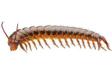 Obraz premium Centipede isolated on transparent background, showcasing its elongated body, numerous legs, and antennae, crawling and displaying its unique anatomical features