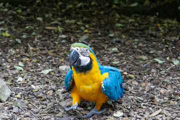 Ara bleu et jaune (ararauna)