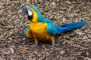Ara bleu et jaune (ararauna) © Ludovic