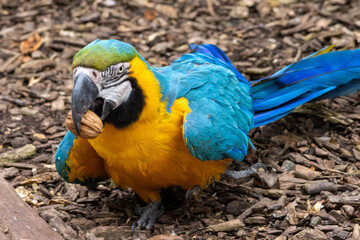 Ara bleu et jaune (ararauna)