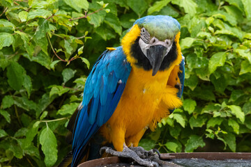 Ara bleu et jaune (ararauna)