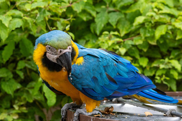 Ara Ararauna (bleu et jaune)