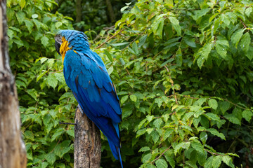 Ara Ararauna (bleu et jaune)
