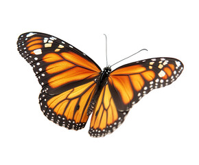 Fototapeta premium A monarch butterfly with vibrant orange and black wings isolated on transparent background, showcasing its delicate beauty and intricate patterns
