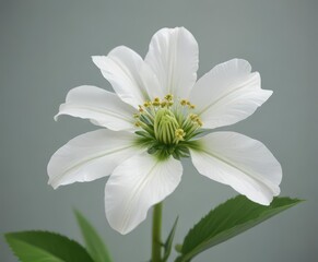 Close-up of white Kala flower on bright green stem ,  bloom,  macro