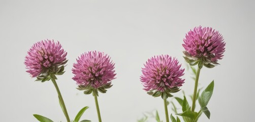Close-up of red clover blooms against a simple white background showcasing its vibrant color,  flower, red clover