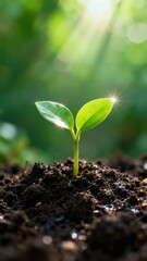 Fototapeta premium A young green sprout emerging from soil with sunlight shining through leaves in a natural setting