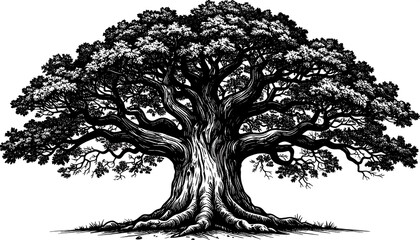 Black and white illustration of a large, mature tree with a thick trunk and sprawling branches
