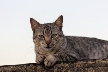 Cute cat lying on the roof in the evening. 