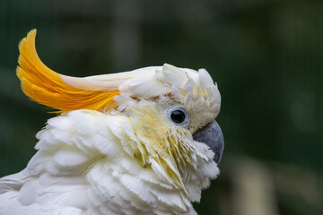 Cacatoès à huppe orange © Ludovic