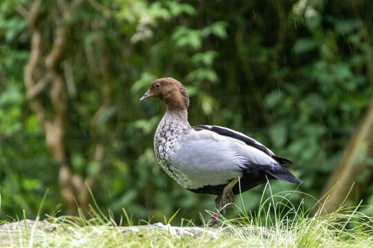 Bernache &agrave; crini&egrave;re