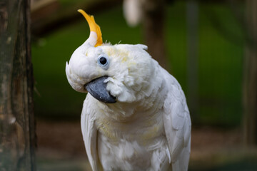 Cacatoès à huppe orange © Ludovic