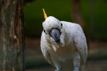 Cacatoès à huppe orange © Ludovic