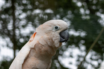 Cacato&egrave;s des Molluques