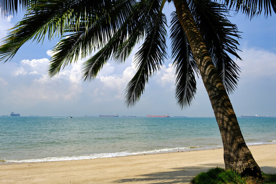 Singapore - East coast park walking trail - Palm tree facing the sea and beach