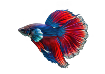 Vibrant betta fish with flowing fins isolated on transparent background