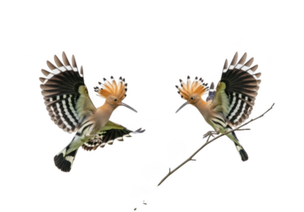 Two hoopoe birds in flight isolated on transparent background