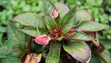Obraz premium Intricate detail of an immature pink impatiens flower (perhaps a 'Petticoat Cherry Blossom') emerging from the lush, heat-tolerant plant's leaves in a garden.