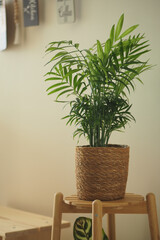 Indoor plant on a wooden stool in a cozy room setting