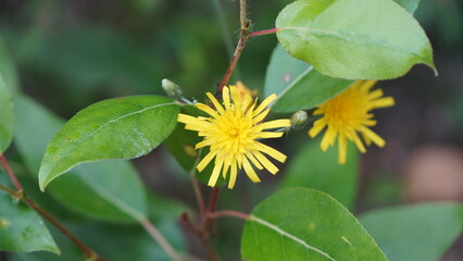 Vibrant yellow hawkweed flowers (Hieracium lachenalii or amplexicaule) with broad green leaves, a common wildflower found in meadows and gardens.