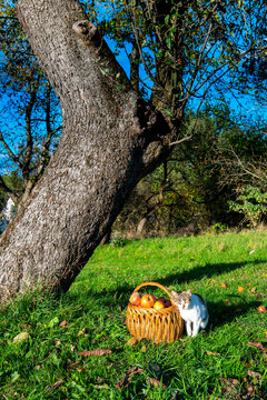 Fallen Apples in the Orchard