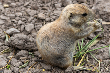 Chien de Prairie