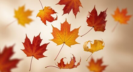 Capture the Essence of Autumn with Vibrant Maple Leaves Falling Gently, Perfect for Seasonal Greetings, Thanksgiving Designs, and Warm, Cozy Backgrounds this Fall