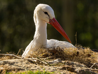 Gros plan sur la cigogne blanche