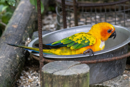 Conure Soleil