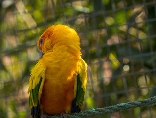 Conure Soleil