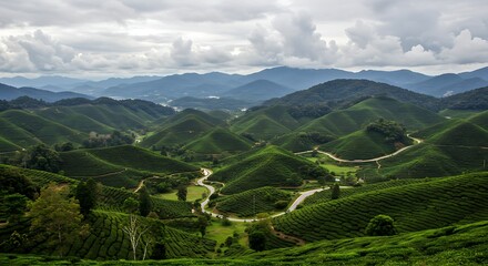 Obraz premium Magnificent view of rolling hills tea plantation and winding roads