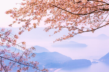 桜咲く紫雲出山