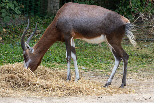 Damalisque &agrave; front blanc