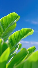 Fototapeta premium Vibrant Green Tropical Leaves Against a Clear Bright Blue Sky with Sunlight Filtering Through