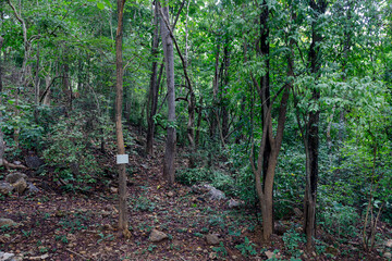 Lush, dense tropical forest undergrowth and trees on a gentle slope. Features dry leaves on the ground, scattered rocks, and a small white informational sign.