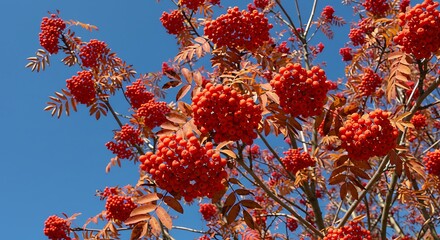 Vibrant Red Rowan Berries Clustered on Branches Against a Clear Blue Sky.