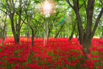 巾着田曼珠沙華の里