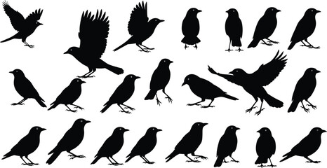Bird silhouette collection, flying and standing poses, black vector birds, avian motion study, perched and walking shapes, wildlife illustration